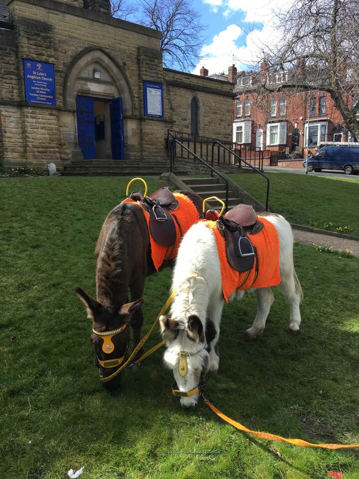 Donkeys at Holbeck