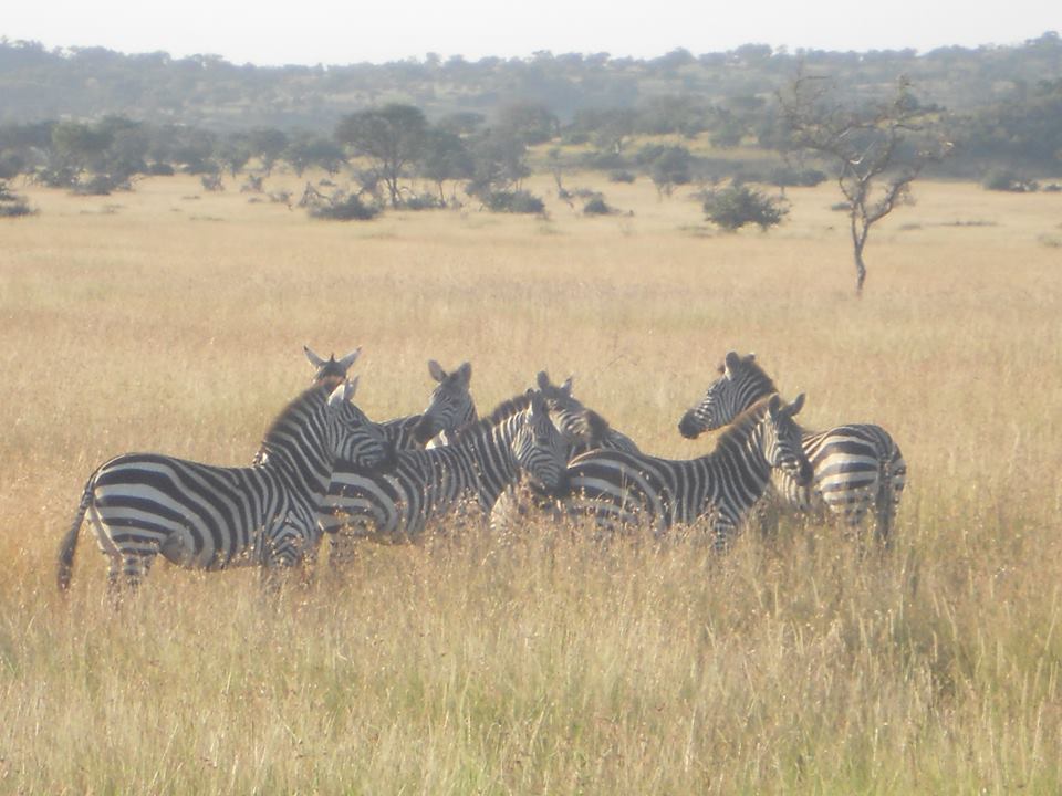 Picture of zebra photographed by Millie Gibson