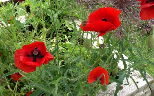 Beautiful Poppies grown by the children at Hackforth and Hornby C of E Primary School, Bedale