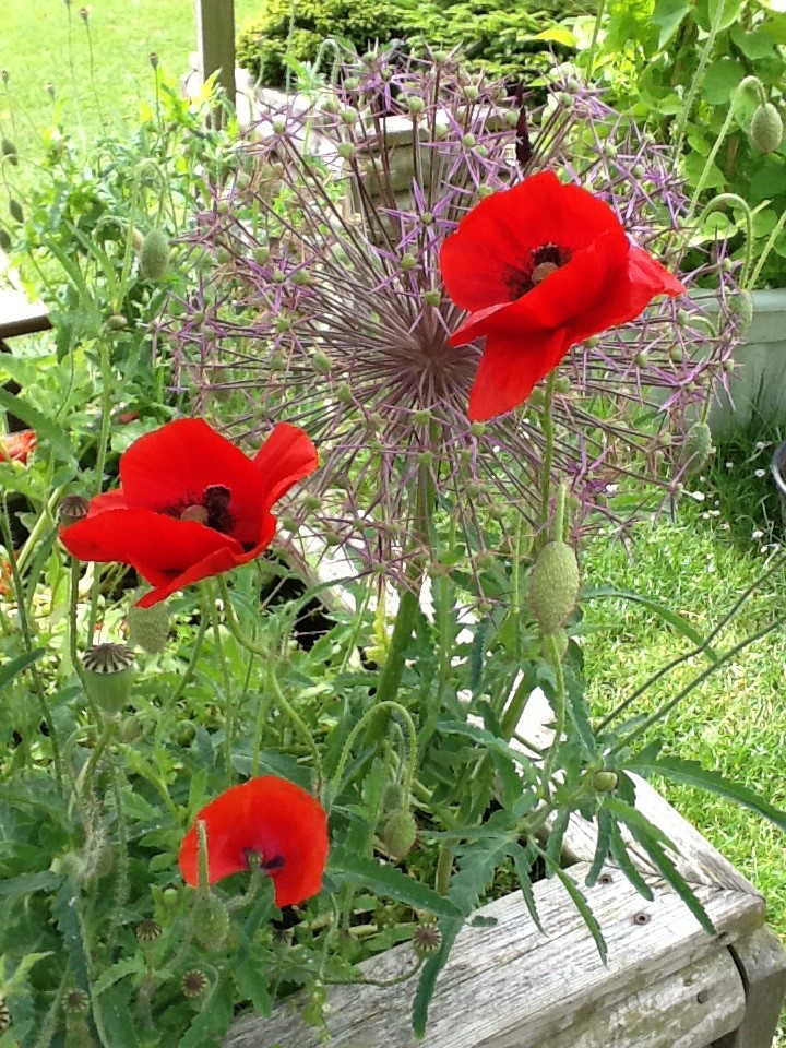 Beautiful poppies grown by the children at Hackforth and Hornby C of E Primary School, Bedale.