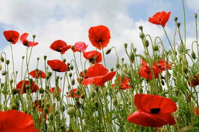 poppies grow across our diocese as we mark one hundred years since the outbreak of the First World War