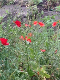 Poppies grow among the grave stones in Penny Pocket Park, Leeds 