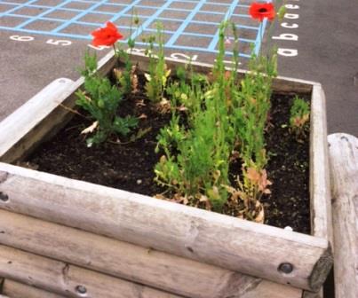 Poppies made an appearance in the playground at Brighouse Academy just before school ended for summer 