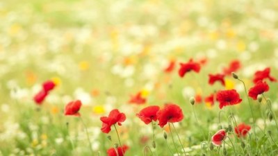 Poppies - image for Horbury Flower Festival