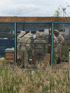 Staff and students working on the bee hives