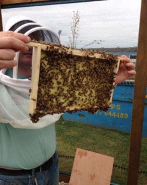 Bees in the hives at Holy Trinity