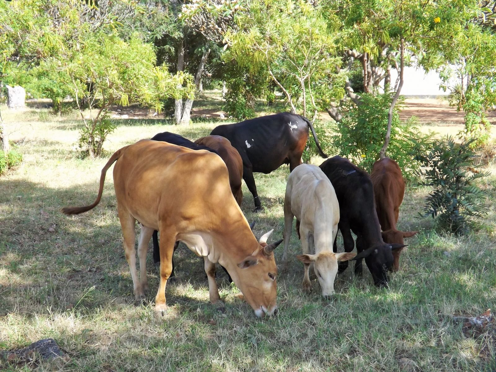 The Zebu cattle on the school grounds