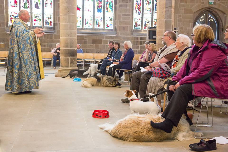 A number of dogs at the front of the congregation listening to Canon Tony