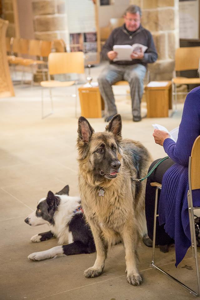 A couple of dogs at the pet service