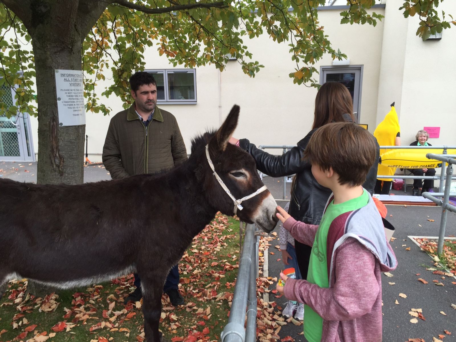 A boy stroking one of the donkeys at the Show