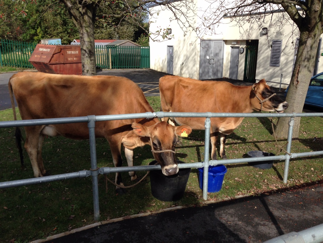 Two cows at last year's Harvest Show