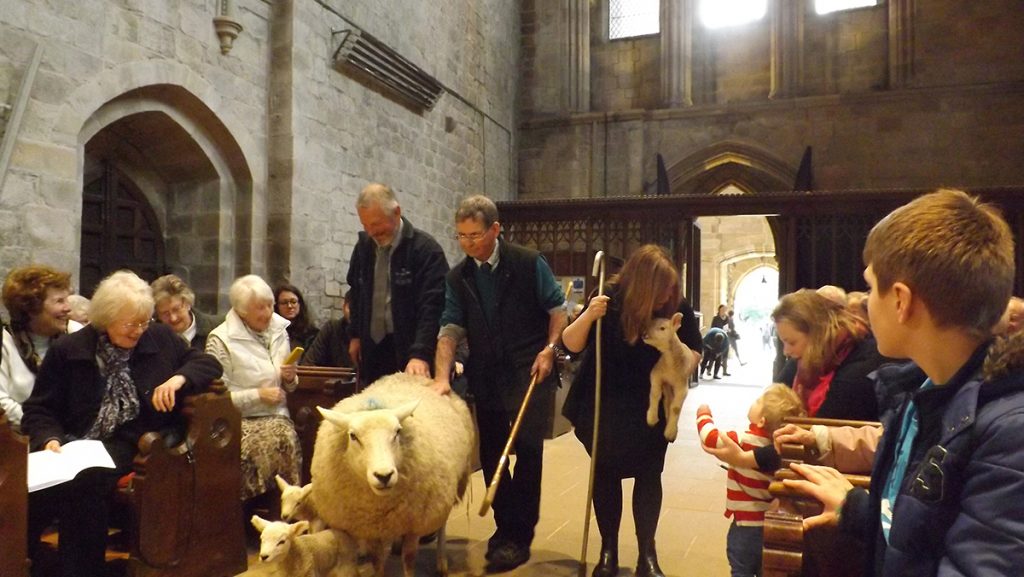 Lambs entering church