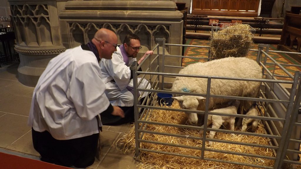 Talking to the lambs